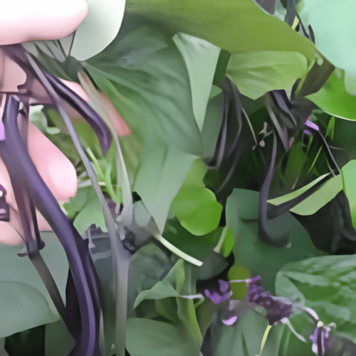 Velour French Filet - Dwarf Purple French Filet Bean