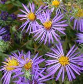 Aster - Symphyotrichum Oblongifolium - “aroma”