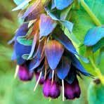 Cerinthe Major - Purpurascens