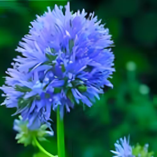 Queen Anne’s Thimbles - Gilia Capitata