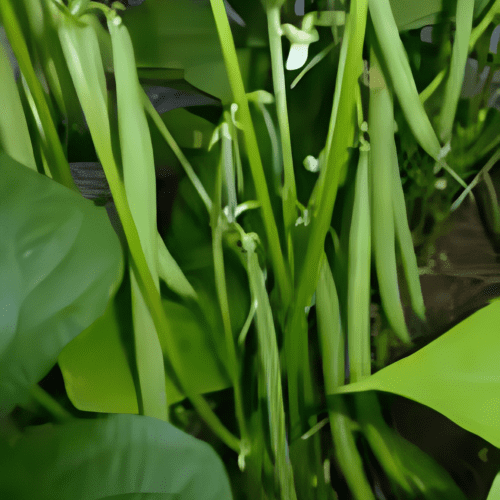 Strike French Filet - Dwarf Green Bush Bean
