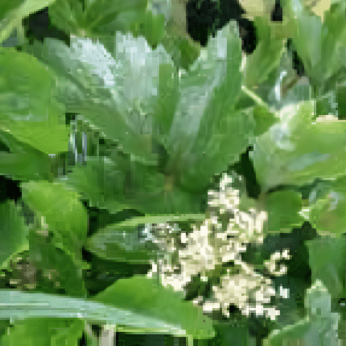 Lovage - Levisticum Officinale