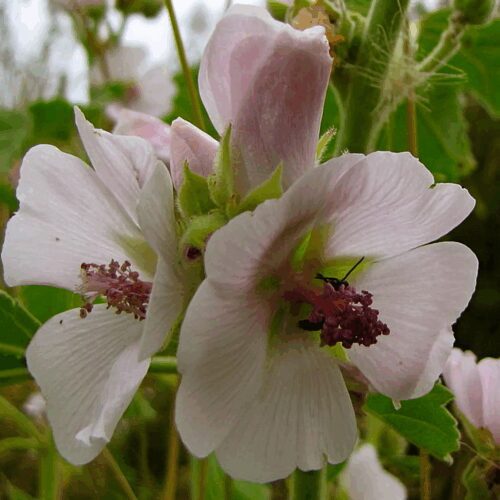 Marshmallow - Althea Officinalis
