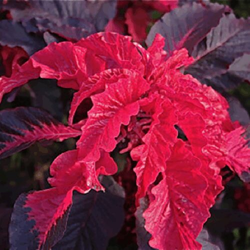 Amaranthus - Early Splendor