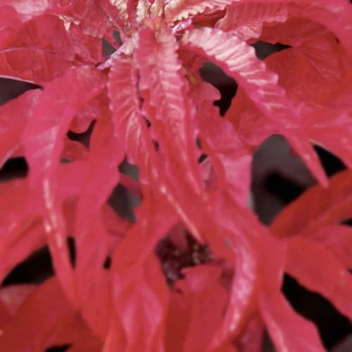 Bright red ruffled leaves on ornamental plant