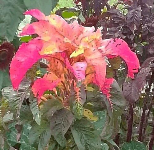 Amaranthus - Illumination