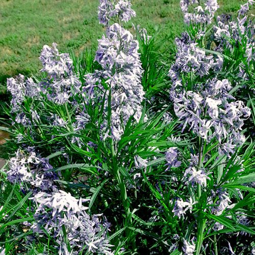 Amsonia Illustris - Shining Blue Star