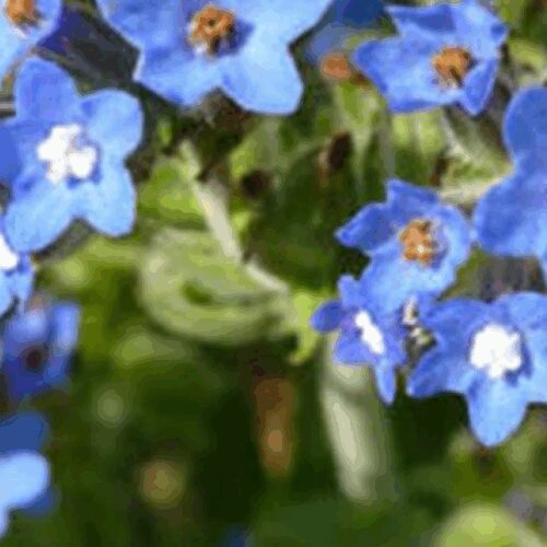 Alkanet - Anchusa Officinalis