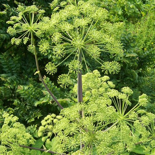Angelica Archangelica
