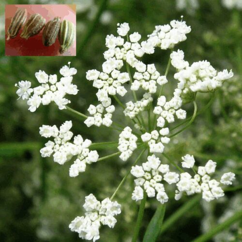 Anise - Pimpinella Anisum