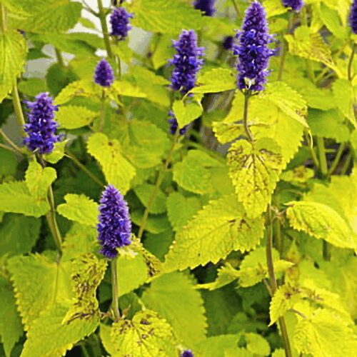 Anise Hyssop - ‘Golden Jubliee’ - Agastache Foeniculum