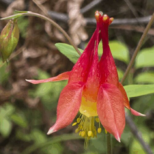 Aquilegia Canadensis - Columbine
