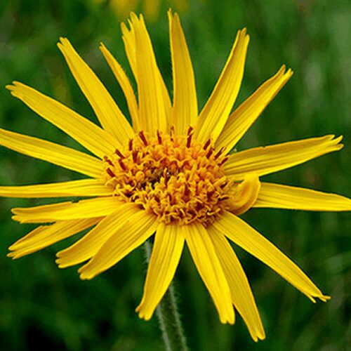 Arnica Montana - Mountain Tobacco - Dried