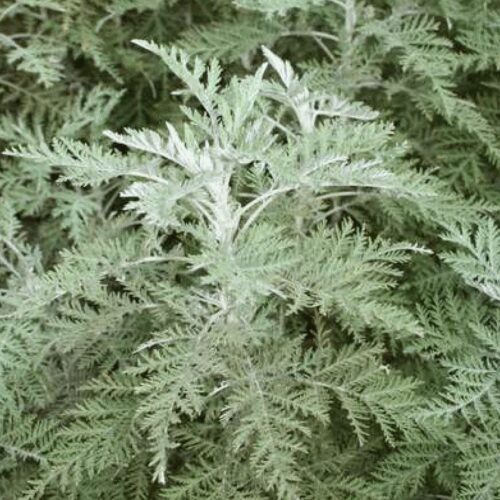 Artemisia Annua - Sweet Annie