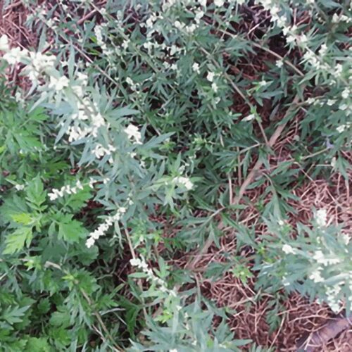 Artemisia Vulgaris - Mugwort - Common