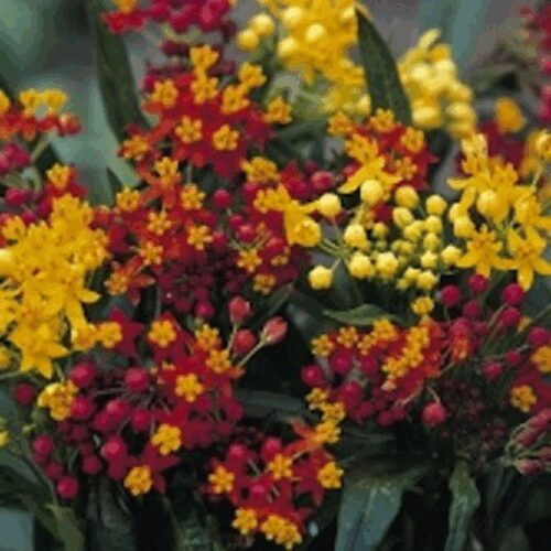Asclepias Curassavica - Silky Formula Mix Milkweed