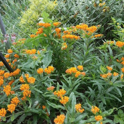 Asclepias Tuberosa - Pleurisy Root