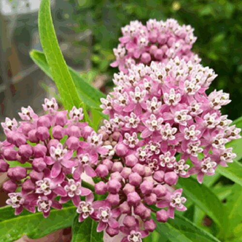 Asclepias Incarnata - Swamp Milkweed