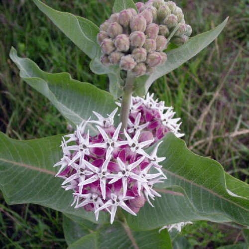 Asclepias Speciosa - Showy Milkweed