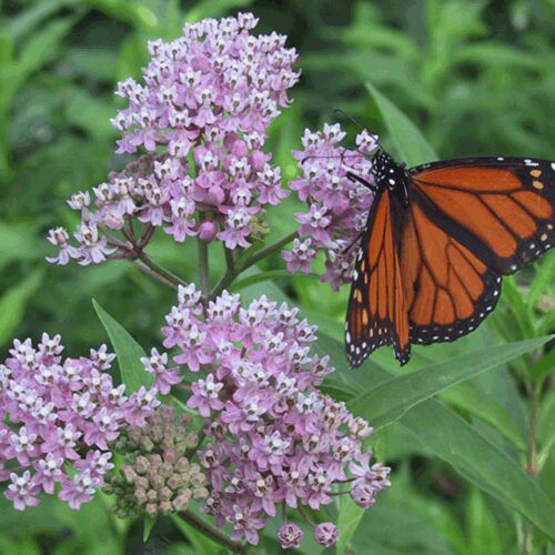 Asclepias Syriaca - Common Milkweed