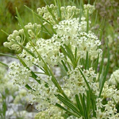 Whorled Milkweed - Asclepias Verticillata