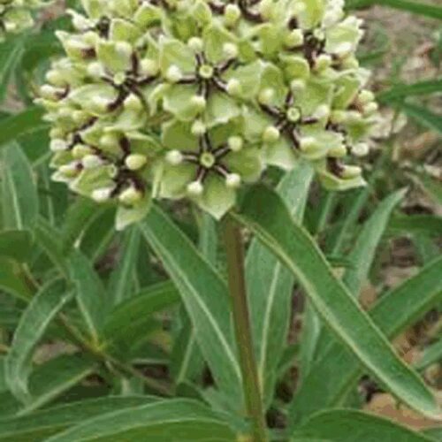 Asclepias Viridis - Spider or Green Milkweed
