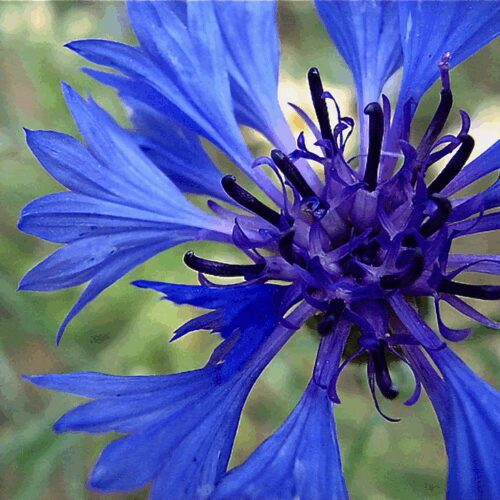 Cornflower - Centaurea Cyanus - Bachelor Buttons