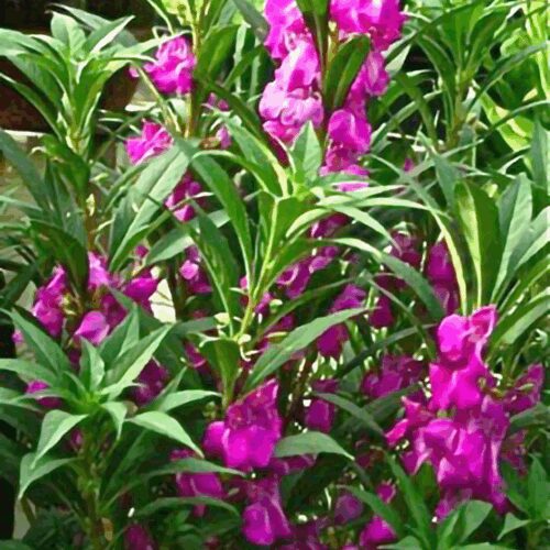 Balsam Chinese - Impatiens Balsamina