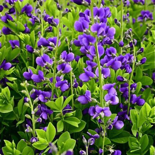 Baptisia Australis - Blue False Indigo