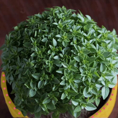 Basil - Piccolino