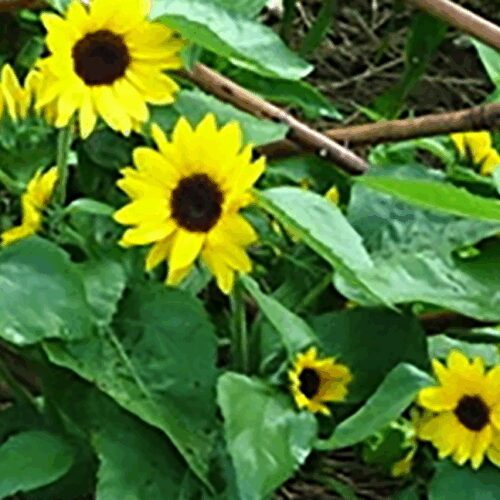 Sunflower - Big Smile