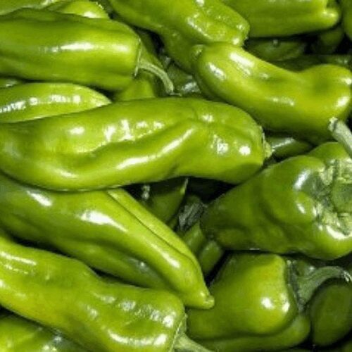 Biscayne Frying Peppers - Capsicum Annuum