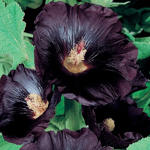 Black Hollyhock - Alcea Rosea