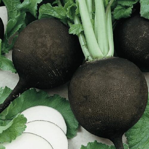 Spanish Black Radish - Raphanus Sativus Niger