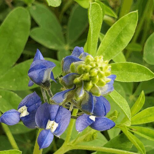 Bluebonnets - Texas - Blue False Indigo