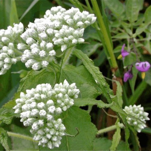 Boneset - Eupatorium Perfoliatum