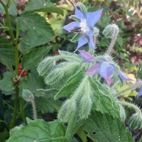 Borage - Borago officinalis - Starflower