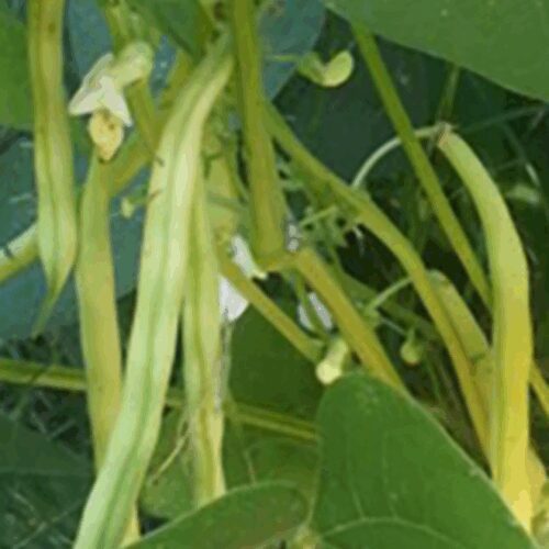 Borsalino - Yellow Bush Bean