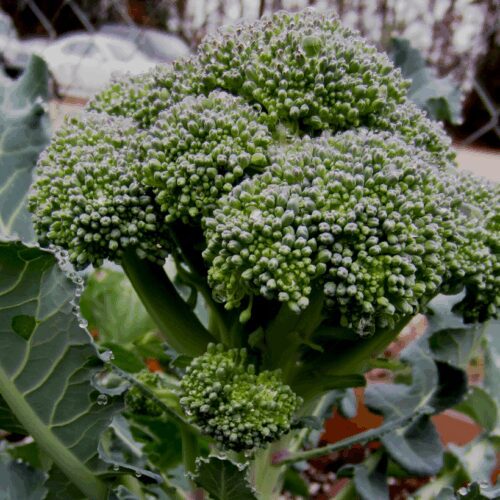 Broccoli DeCicco - Brassica Oleracea
