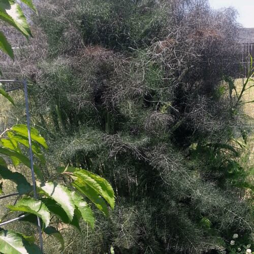 Fennel Bronze - Foeniculum Vulgare