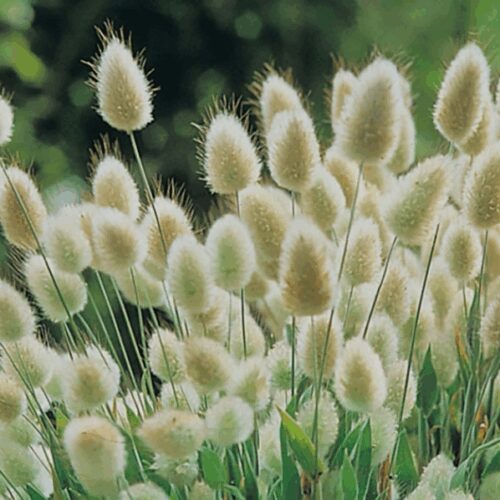 Bunny Tails - Lagurus Ovatus