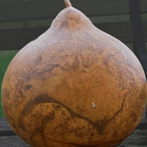 Bushel Basket Gourd - Lagenaria Siceraria