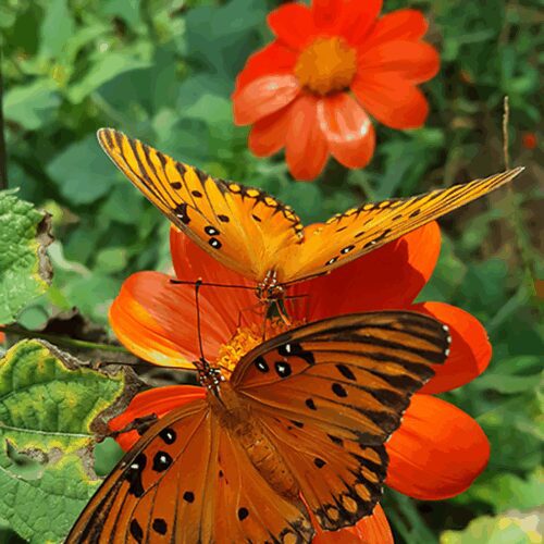 Mexican Sunflower - Tithonia Speciosa