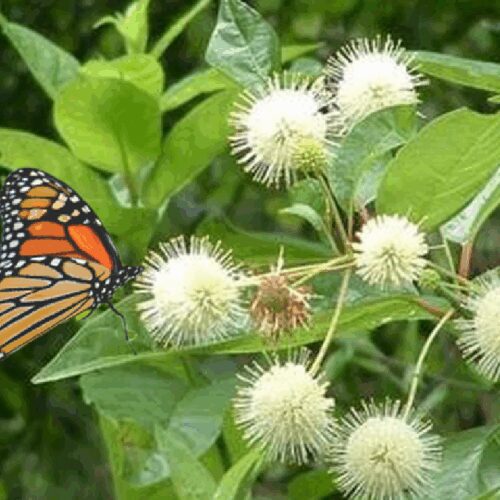 Buttonbush - Cephalanthus Occidentalis