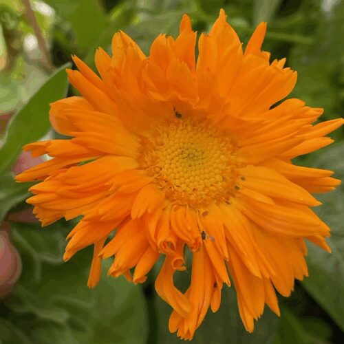 Calendula - Orange