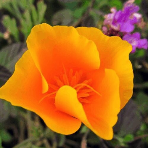 California Poppy - Eschscholzia Californica - Golden