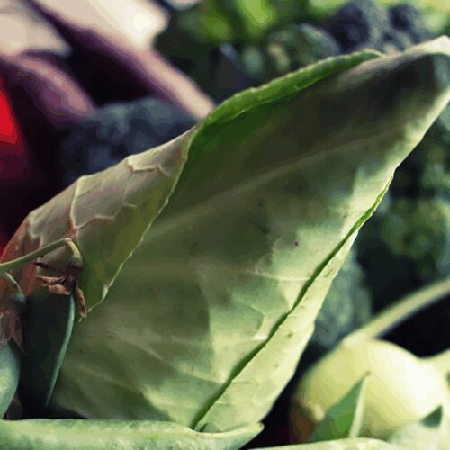 Caraflex Cabbage - Brassica Capitata