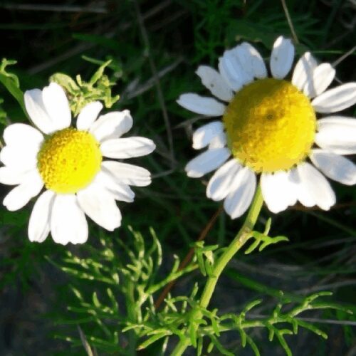 Chamomile - Matricaria Recutita