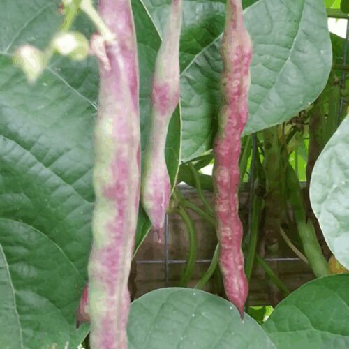 Cherokee - Black Bean - "Trail of Tears" - Pole Bean