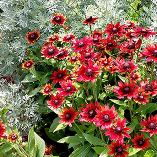 Rudbeckia Hirta - 'Cherry Brandy'